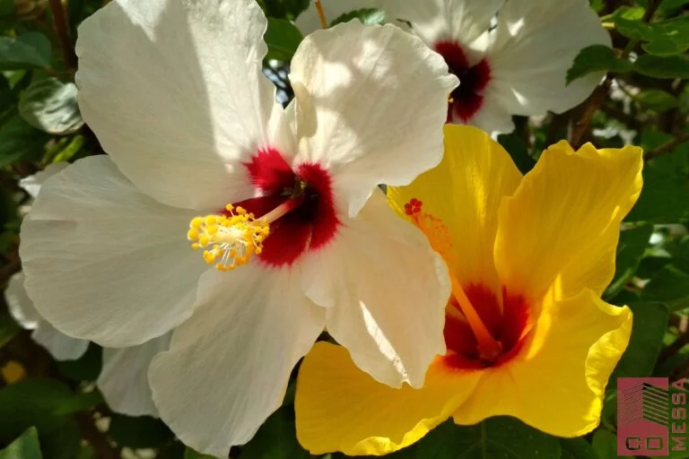 Hibiscus
